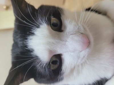 레오